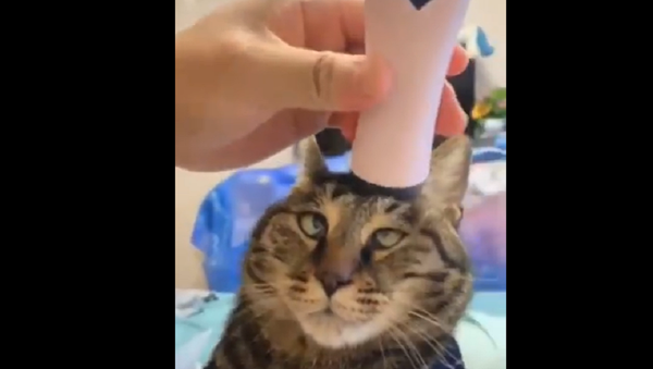 Cat's massage - Sputnik International