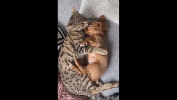 If you give a cat a puppy - Sputnik International