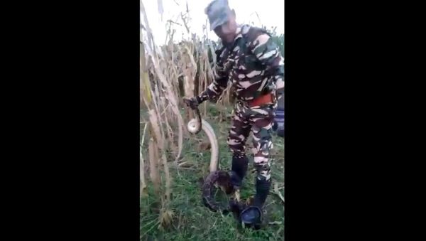 Two pythons rescued from Gaulapar area in Haldwani yesterday by Forest Deptt Quick Response Team - Sputnik International