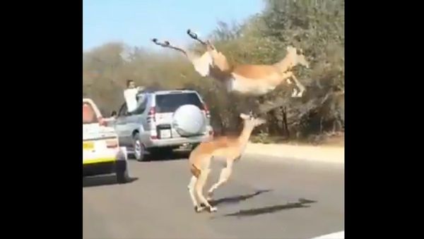 Look what comes to the aid of the impalas at the end, while escaping from the claws of the cheetahs - Sputnik International