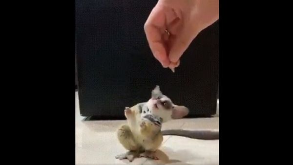 CUTE !!! - Sputnik International