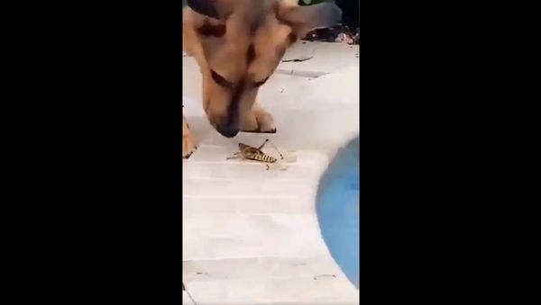 Grasshopper saved from drowning - Sputnik International