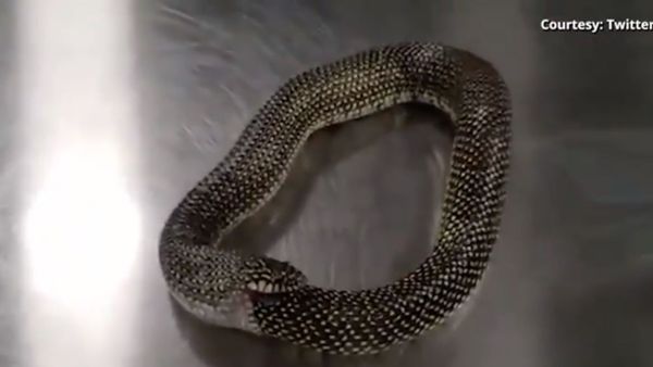 A video of a snake chomping its own tail is going viral on social media - Sputnik International
