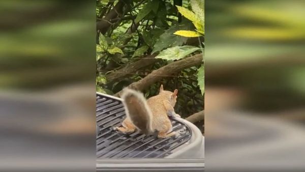 Squirrel - Sputnik International