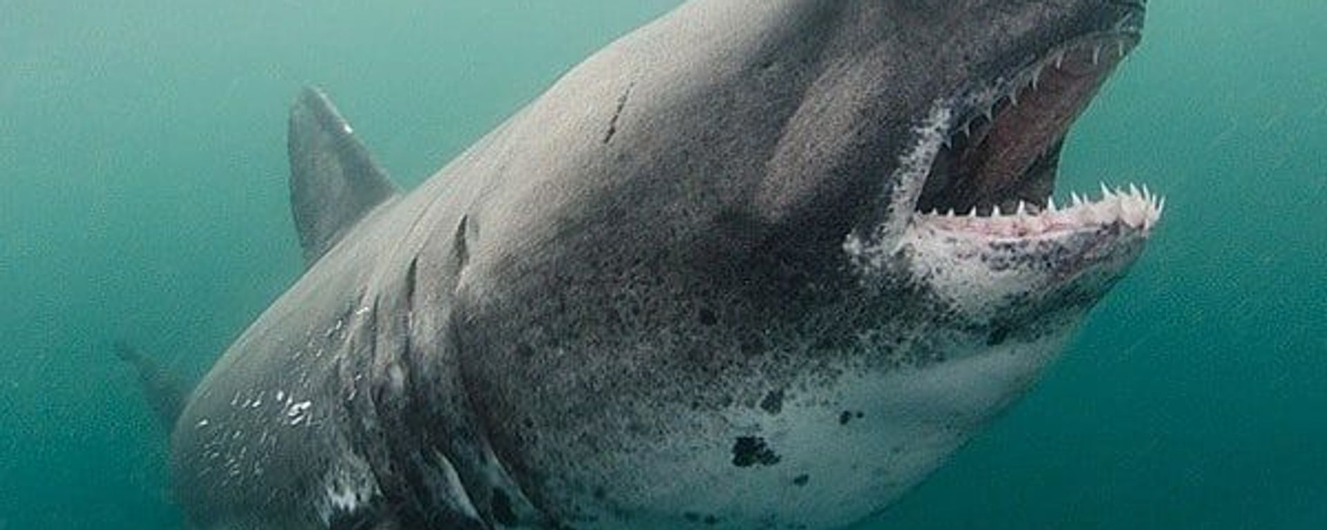 salmon shark salmon shark - Sputnik International, 1920, 11.11.2021