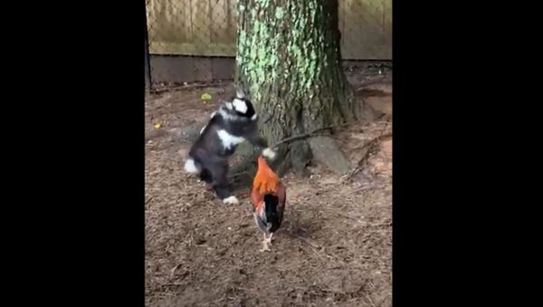Battle Between Baby Goat and Rooster - Sputnik International