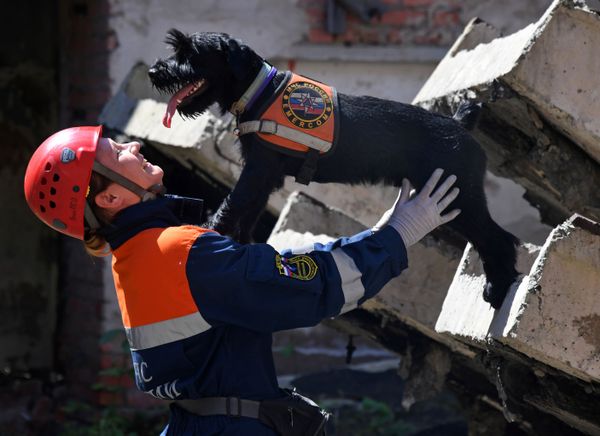 Dog handler at the Vladivostok search and rescue department of the Russian Emergency Situations Ministry, Yekaterina Vorontsova, with her mittelshnauzer Wolt during exercises. Dog handler at the Vladivostok search and rescue department of the Russian Emergency Situations Ministry, Yekaterina Vorontsova, with her mittelshnauzer Wolt during exercises. - Sputnik International