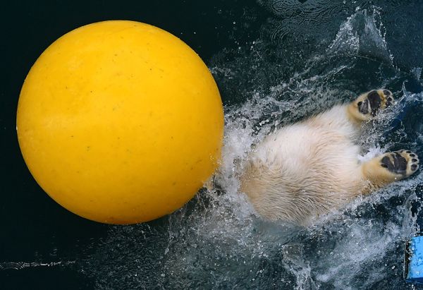 Ursula the white bear which was found as an abandoned cub in the Arctic in 2018 plays in a pool at the Royev Ruchei park in Krasnoyarsk. Ursula the white bear which was found as an abandoned cub in the Arctic in 2018 plays in a pool at the Royev Ruchei park in Krasnoyarsk. - Sputnik International