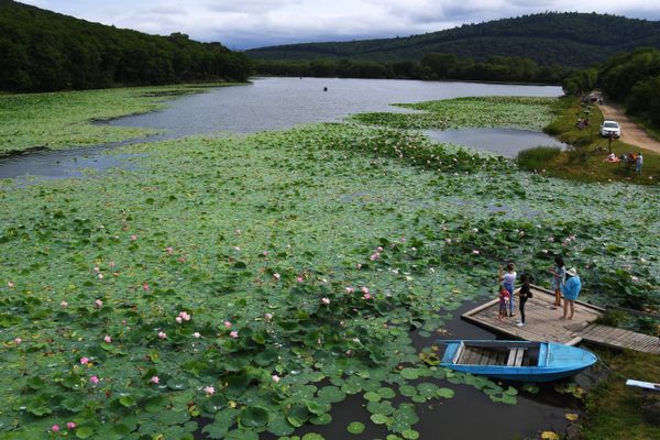 Blooming lotuses in a lake outside Ussuriysk in Russia's Primorsky region. Blooming lotuses in a lake outside Ussuriysk in Russia's Primorsky region. - Sputnik International