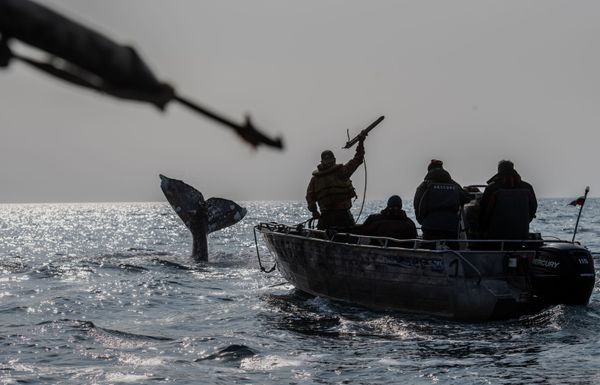 Whalers are hunting in the Bering Strait Whalers are hunting in the Bering Strait - Sputnik International