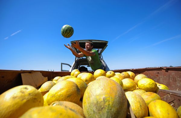 Man collects melons and watermelons in Krasnodar region Man collects melons and watermelons in Krasnodar region - Sputnik International
