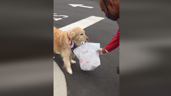 Best Service Ever! Adorable Golden Retriever Picks Up Owner’s Food Order  - Sputnik International