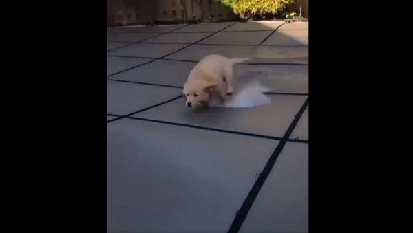 Watch this kid in an interesting yard.... Hydroplane ....zoom...to the end - Sputnik International