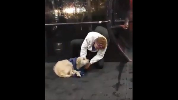 This man with a heart of gold saw a sweet lost pup all curled up in a bus stop. Immediately took off his vest and lovingly put it to help him stay warm. - Sputnik International