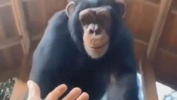 Teamwork Makes the Dream Work: Smart Ape Helps Human Friend - Sputnik International