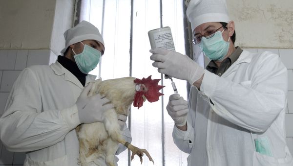 A vaccine against high pathogenic avian influenza has been developed at the St. Petersburg Avicultural Research Institute - Sputnik International