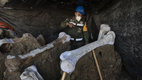 Massive Collection of Mammoth Skeletons Unearthed at Mexican Construction Site - Sputnik International
