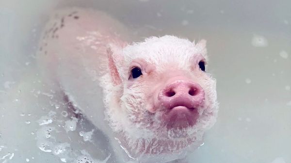 Pearl the Pig - Sputnik International