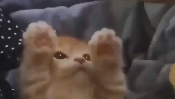 Kitten - Sputnik International