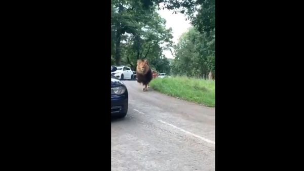 A viral video on Twitter, captioned Seems this lion just lost his car at parking lot, has left netizens in awe of the jungle king's royal walk - Sputnik International