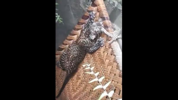 A leopard being rescued from a pit in India - Sputnik International