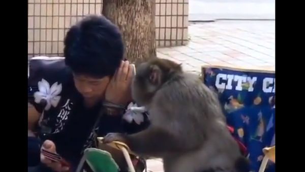 A new human-monkey friendship video on Twitter is possibly going to be among your favourite human-like behaviour of these mammals - Sputnik International