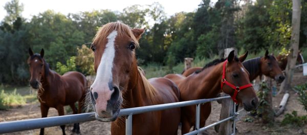 Horses stand in an enclosure at the location of a meeting between local authorities, elected officials and horse breeders whose animals have been victims of mutilation attacks in Plailly, northern France, on September 7, 2020. - French police on September 7 said they had arrested a man on suspicion of mutilating horses, after a string of attacks that have shocked the country. French authorities have been at a loss to explain the attacks, which according to the gendarmerie have seen the ears cut off some 20 horses nationwide, as well as genital mutilations and other cuts. Horses stand in an enclosure at the location of a meeting between local authorities, elected officials and horse breeders whose animals have been victims of mutilation attacks in Plailly, northern France, on September 7, 2020. - French police on September 7 said they had arrested a man on suspicion of mutilating horses, after a string of attacks that have shocked the country. French authorities have been at a loss to explain the attacks, which according to the gendarmerie have seen the ears cut off some 20 horses nationwide, as well as genital mutilations and other cuts. - Sputnik International
