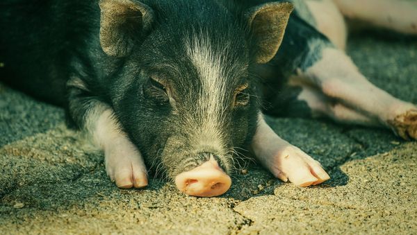 Miniature pig Miniature pig - Sputnik International