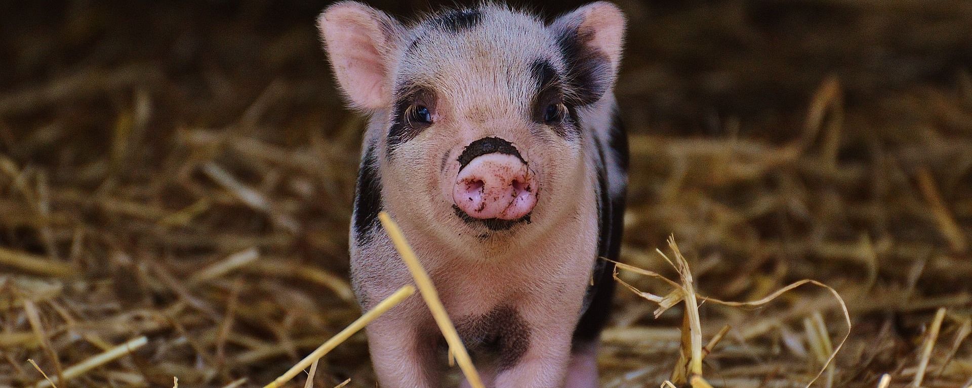 Pig - Sputnik International, 1920, 01.07.2022