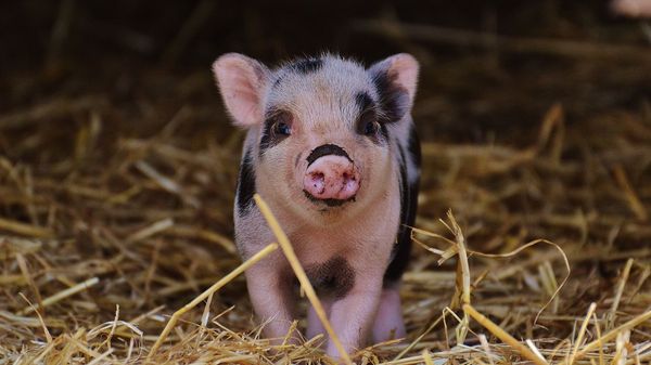 Pig - Sputnik International