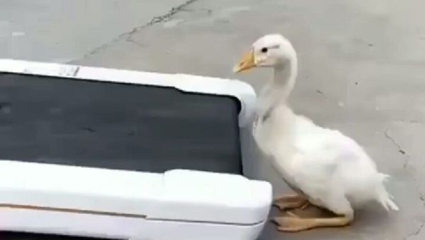 Duck - Sputnik International