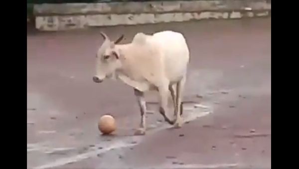 Cow - Sputnik International