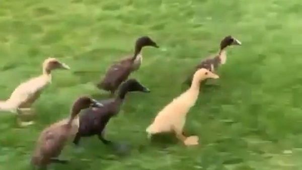 Ducks - Sputnik International