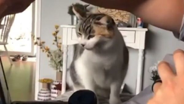 Cat - Sputnik International