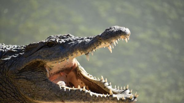 Crocodile - Sputnik International