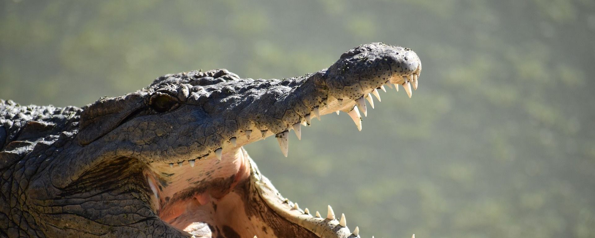 Crocodile - Sputnik International, 1920, 29.01.2021