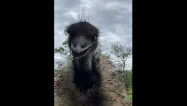 Jealous Emu Keeps Trespassing Human Away From Donkey - Sputnik International