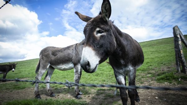 Donkeys of Loick Crampon, farmer, stand in a field, near Grumesnil, northern France on September 7, 2020 - Sputnik International