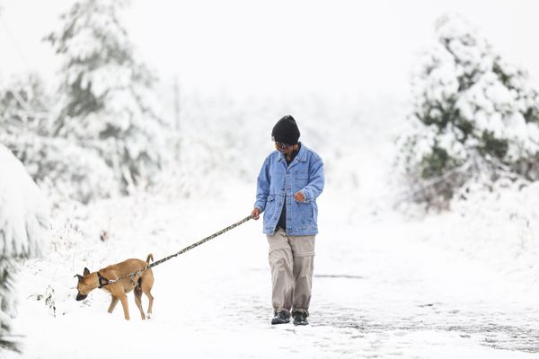 Elena Porrata walks her dog Tico at Chautauqua Park during an early season snowstorm on September 9, 2020, in Boulder, Colorado Elena Porrata walks her dog Tico at Chautauqua Park during an early season snowstorm on September 9, 2020, in Boulder, Colorado - Sputnik International