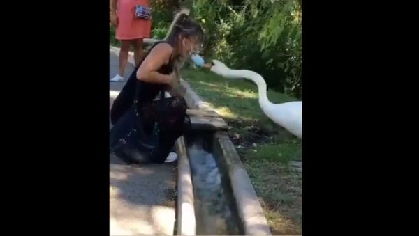 Wear Your Damn Mask Gal! Angry Swan Forces Tourist to Wear Face Cover - Sputnik International