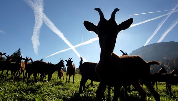 Goats - Sputnik International