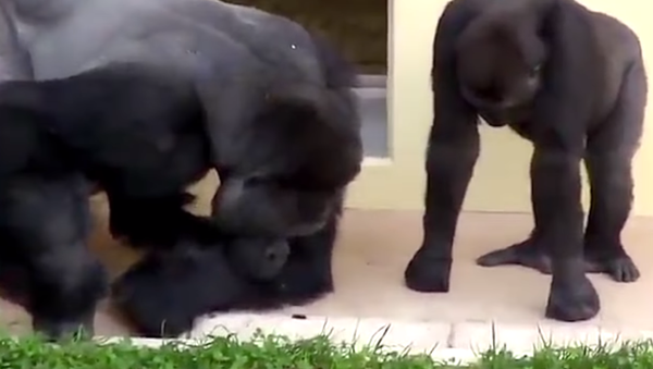 Gorillas Watching Caterpillar - Sputnik International