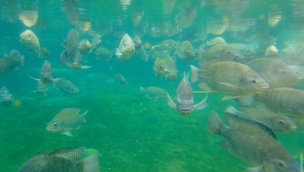 Luxury Hotel in India’s Tourism Destination, Hit by Lockdown, Converts Swimming Pool into Fish Farm - Sputnik International