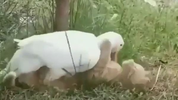 Cat and Duck - Sputnik International