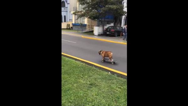 Skater good boy... - Sputnik International