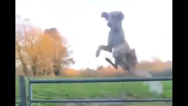 ‘Helicopter Dog’ Soars Over Tall Gate  - Sputnik International