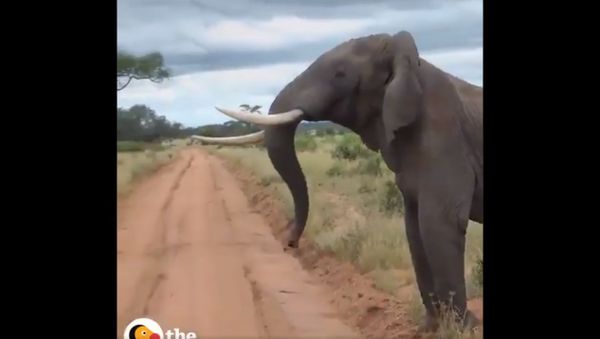 A massive Elephant  breaking up an Ostrich fight !! - Sputnik International