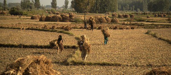 Kashmiri farmers carry paddy after a harvest on the outskirts of Srinagar, Indian controlled Kashmir, 13 September 2020. Apart from tourism, agriculture is the main source of income and employment in the valley.  - Sputnik International