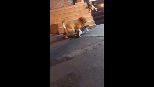 When you see your friend causing trouble at the end of a night out... - Sputnik International