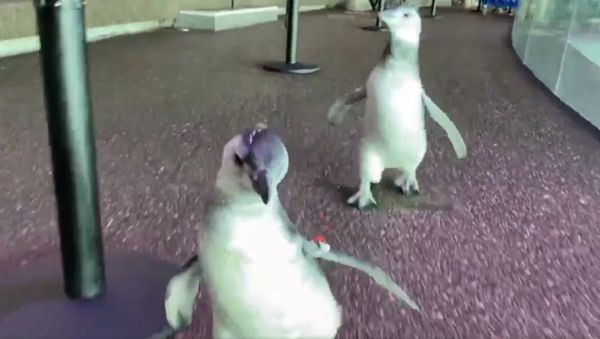 Running into the weekend like the penguin chicks in the Abbott Oceanarium! - Sputnik International